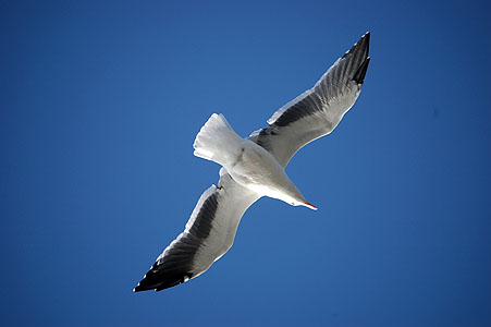 Wednesday Morro Bay 035.JPG